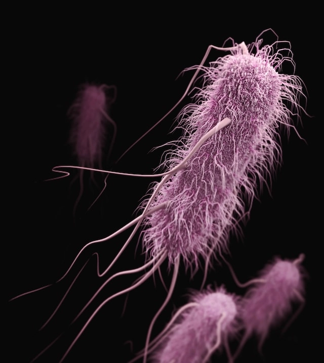 Extended-spectrum ß-lactamase-producing (ESBLs) Enterobacteriaceae bacteria: Escherichia coli.